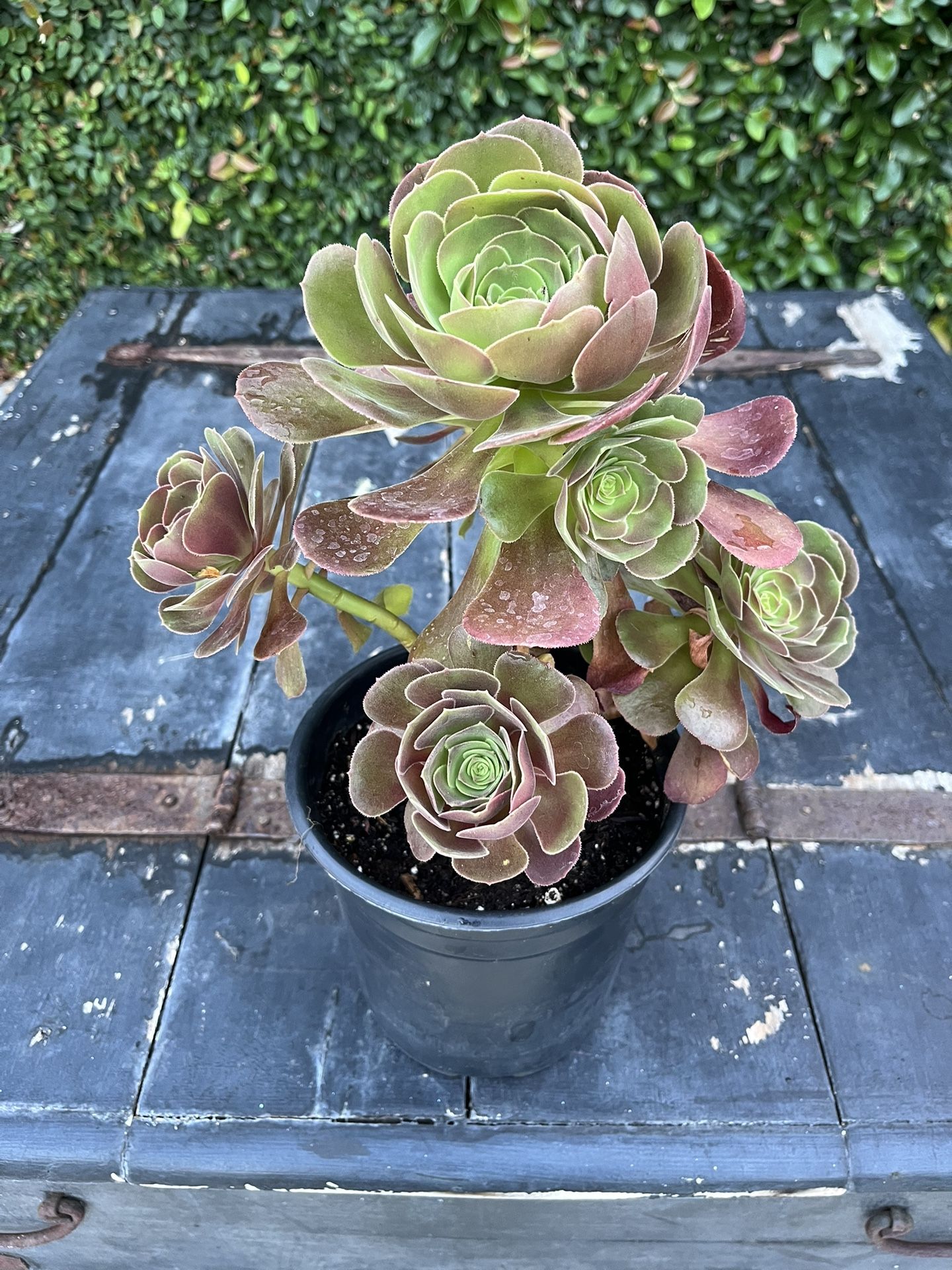 Succulents