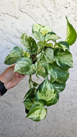 4" Epipremnum 'Manjula Compacta'