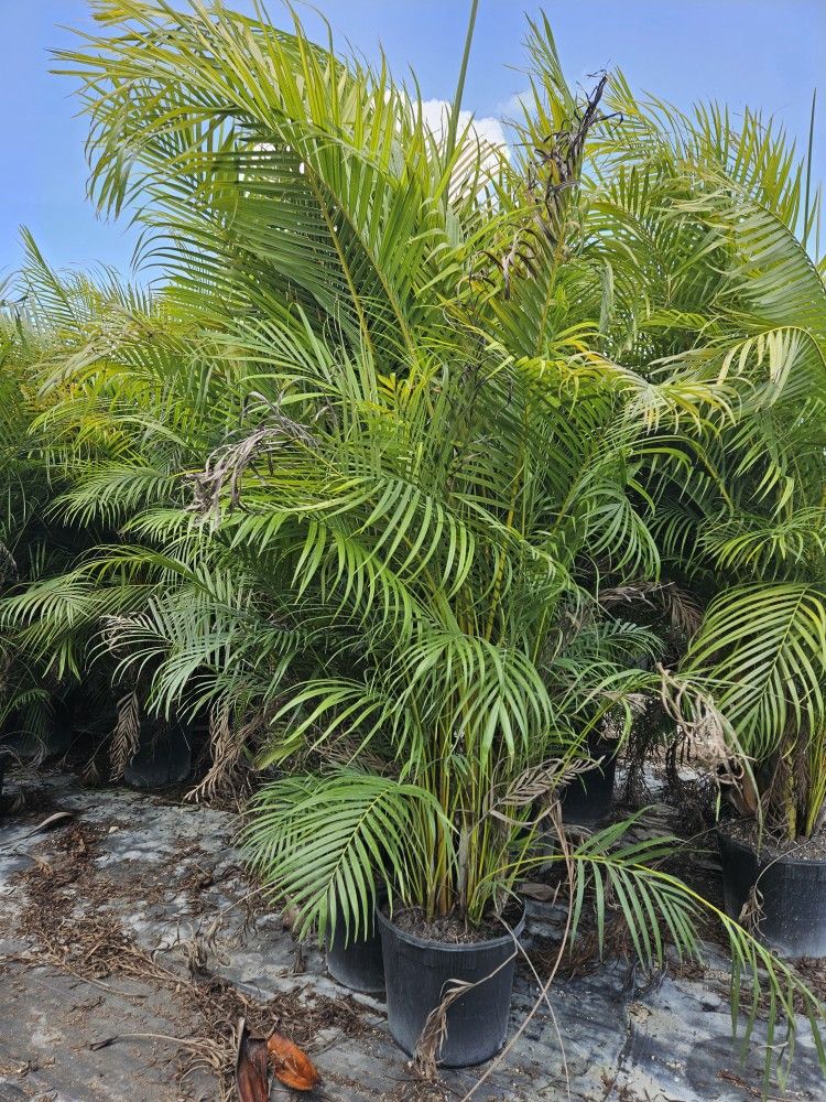 Arecas Over 7 To 8 Feet Tall Instant Privacy Hedge For Fence