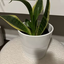 Snake Plant w/plant pot