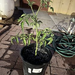 Organic San Marzano Tomato 5 Gallon Container