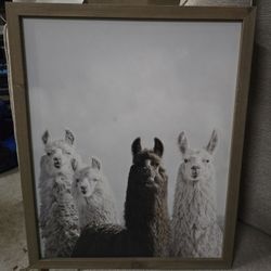 Alpaca Framed Art