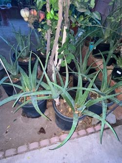 Overwhelming Aloe Vera Plants For Sale