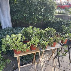 Over 50 Plants For Sale! 🪴🪴🪴