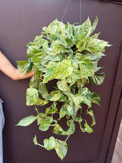 6” snow queen pothos
