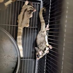 2 Sugar Glider