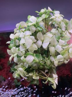 New Anubias, Ferns And Other Awesome Rare Aquarium Plants
