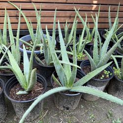 ALOE VERA  “Savila” 