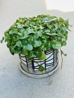 Succulents plants 🪴 