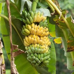 Dwarf  Banana  Tree