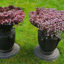 2 Matching Plastic Urn Planters With Stone crop Plants