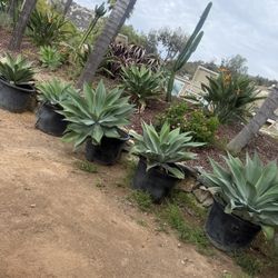Large agave plants