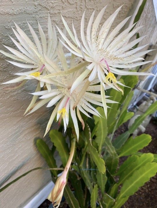 White Epiphyllum Hookeri Plants