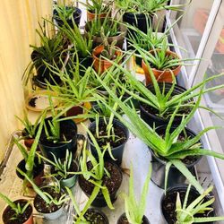 Aloe Vera Plants