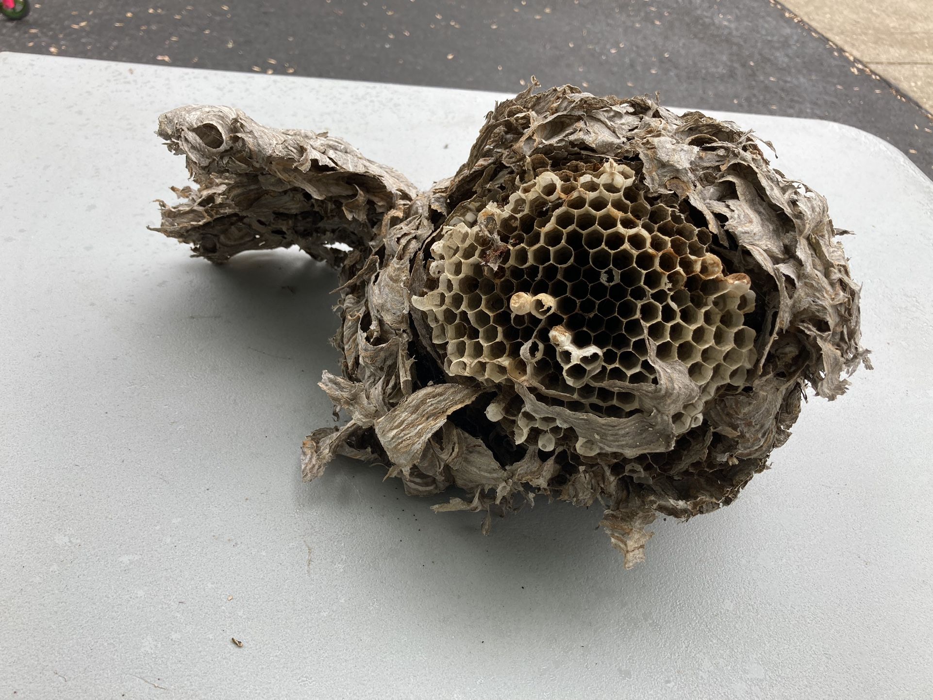 Wasp Nest