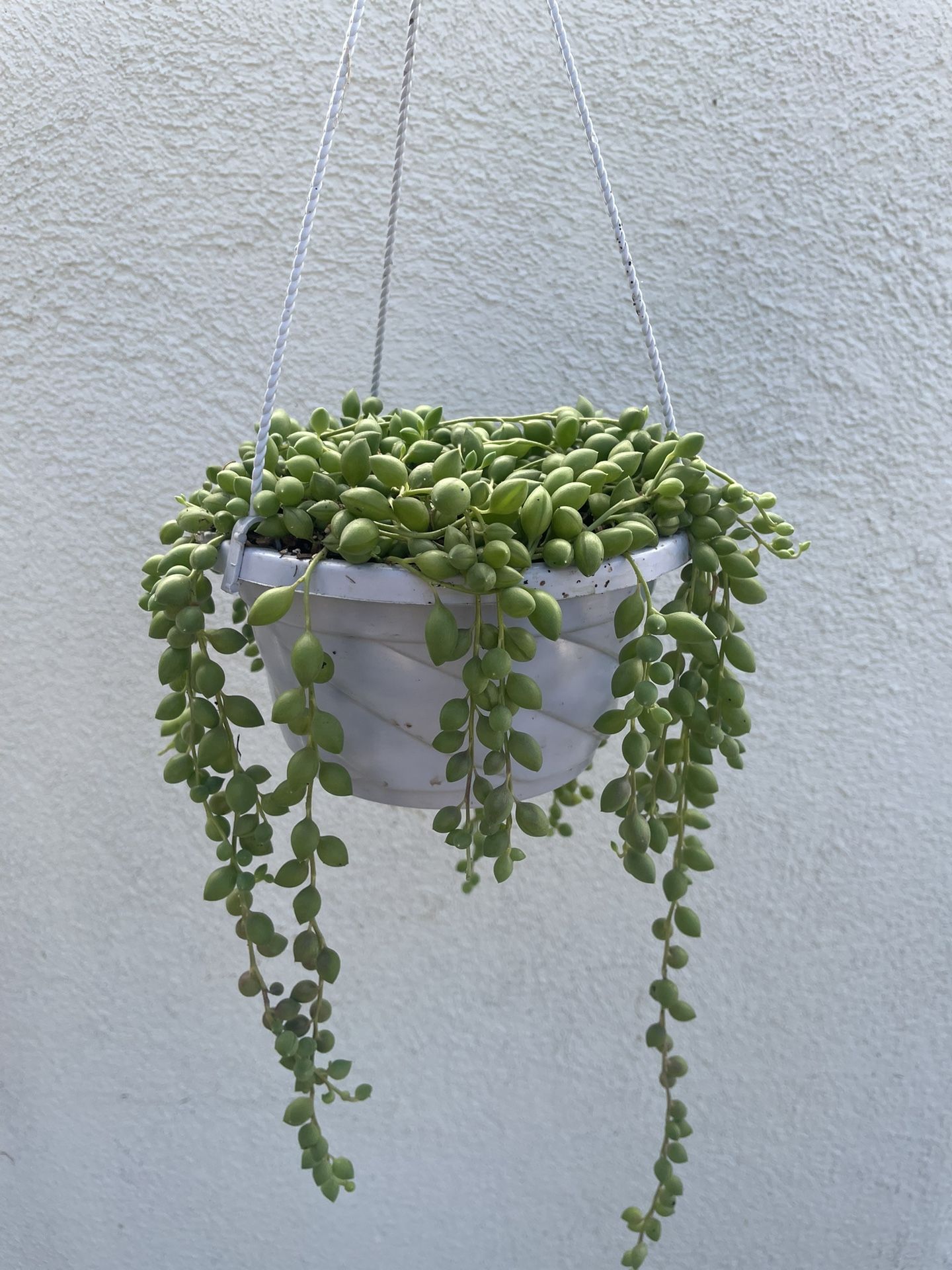 String Of Tears Succulent Plant