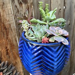 Succulent Flower Pot