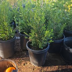 Boxwood 15 Gallon