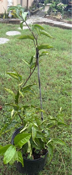 Pation Fruit ( Maracuya)