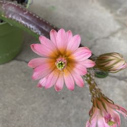 Beautiful Rare Blooming  Echinocereus Gentry Cactus Plant, The Flowers Stay Open For 5 Days. Is In 6 Inch Pot Pick Up Only