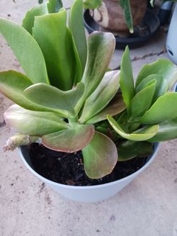 Cactus/Succulent SEE OTHER OFFERS
