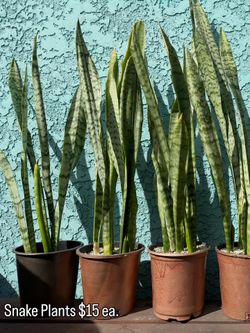 Snake Plants And Other Succulents