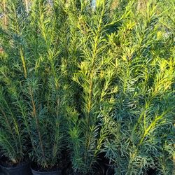 PODOCARPUS 3GL 3FT $8🌿🌿💚