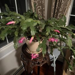 Indoor Real House Plant