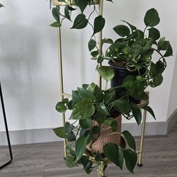 Gold 3 Tier Plant Stand 