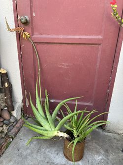 Aloe Vera