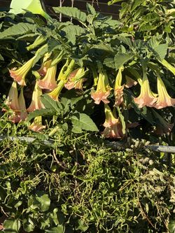 plantas de trumpets de angel color melon y  blanca doble 