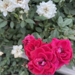 Beautiful Hardy Rose Bushes, Buy 4 Or More And Get Discount, Final Sale