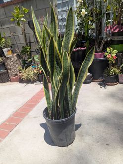 Snake plant