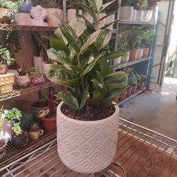ZZ Indoor Plant