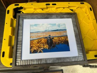 Stunning High Res framed Baby Sea Turtle Photo