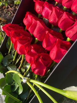 Flowers for Your San Valentine’s Day