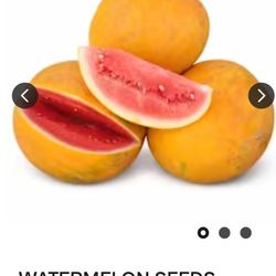 Watermelon Royal Golden Plants