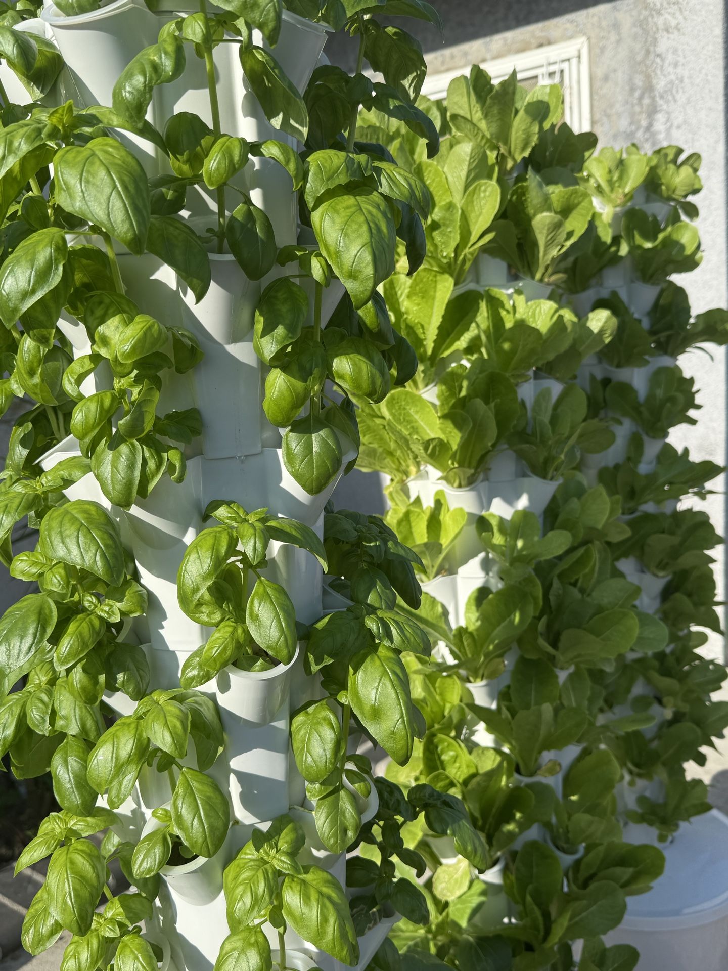 ‼️50 Plants (50 Pots) ‼️Hydroponic System Grow Fruits And Vegetables Indoors/outdoor