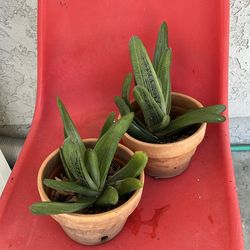 Pair Rooted gasteraloe green ice succulent “12”in high second one “10”in high $18.00each One