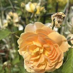 $5 Each Beautiful Rose 🌹 Cutting 