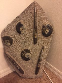 Orthoceras & Ammonite Marble Slab,Morocco.