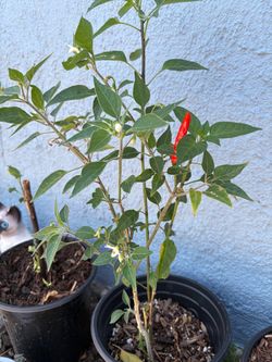 Cobra 🐍 Chili plants 🪴 🌶️
