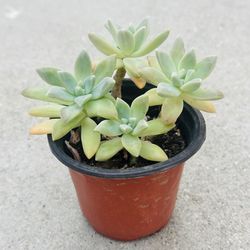 Succulents plants 🪴