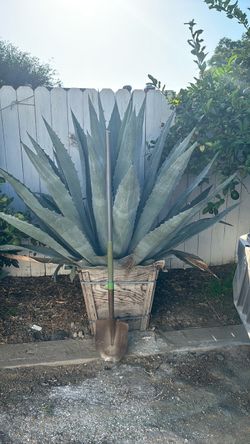 Blue Agave