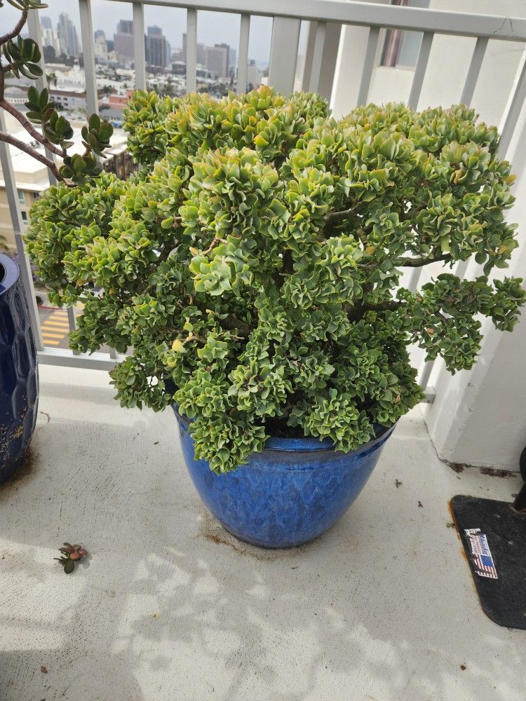 ripple curly jade plant and blue ceramic pot