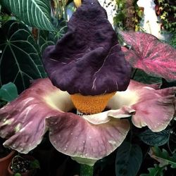 1 BULB AMORPHOPHALLUS PAEONIIFOLIUS ELEPHANT FOOT YAM ARACEAE PLANT Voodoo Lily