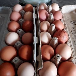 Organic chicken eggs.
