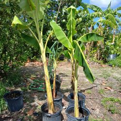 Blue Java Icecream Banana Plant 6 Ft Tall 