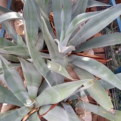 6 Agave Plants Large All For 100 Or 20 Each 