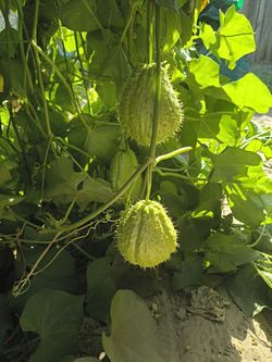 Se vende chayote